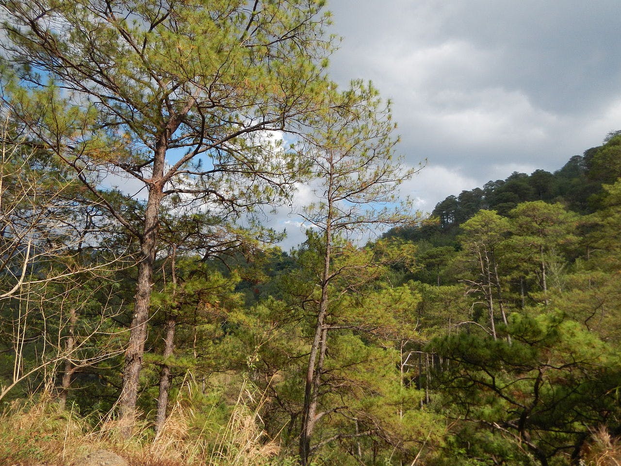 Luzon Tropical Pine Forests One Earth